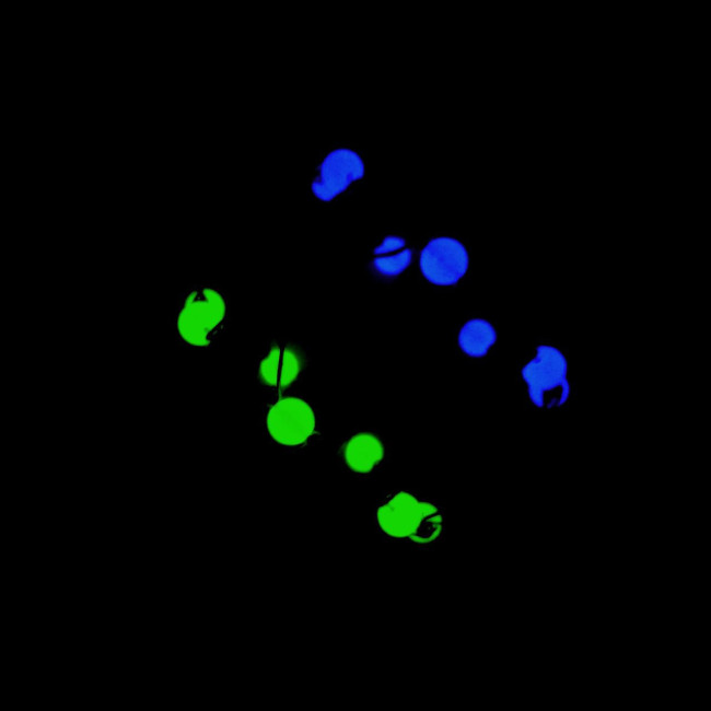 Развивающая антистресс игрушка «МЕТАМОРФОЗА 5 в 1», светящаяся бусина